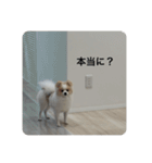 ポメラニアン こむぎくん（個別スタンプ：32）