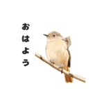じょびすた（個別スタンプ：3）
