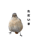 じょびすた（個別スタンプ：6）