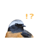 じょびすた（個別スタンプ：11）