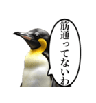 全否定するコウテイペンギン（個別スタンプ：3）