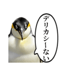 全否定するコウテイペンギン（個別スタンプ：11）