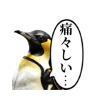 全否定するコウテイペンギン（個別スタンプ：13）