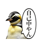 全否定するコウテイペンギン（個別スタンプ：14）
