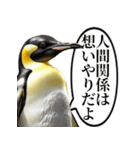 全否定するコウテイペンギン（個別スタンプ：16）