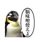 全否定するコウテイペンギン（個別スタンプ：23）