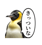 全否定するコウテイペンギン（個別スタンプ：25）