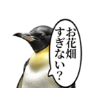全否定するコウテイペンギン（個別スタンプ：28）