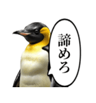 全否定するコウテイペンギン（個別スタンプ：31）