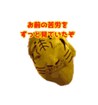 【 公式 】チンパンの知らない世界スタンプ（個別スタンプ：24）