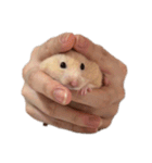 手の中のおむ（個別スタンプ：1）