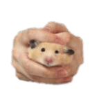 手の中のおむ（個別スタンプ：3）