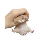 手の中のおむ（個別スタンプ：19）
