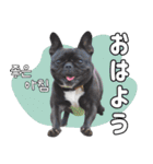 フレブルの使えるハングル1（個別スタンプ：1）