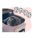 フレブルの使えるハングル1（個別スタンプ：3）