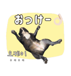 フレブルの使えるハングル1（個別スタンプ：9）
