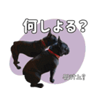 フレブルの使えるハングル1（個別スタンプ：13）