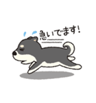しばいぬさん（黒）（個別スタンプ：40）