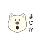 しばいぬさん（白）（個別スタンプ：39）