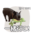 フレブルの使えるハングル2（個別スタンプ：21）