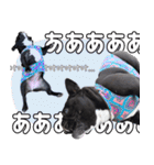 フレブルの使えるハングル2（個別スタンプ：40）
