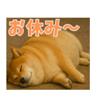 太りーヌ01（個別スタンプ：3）