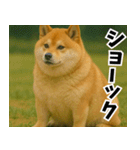 太りーヌ01（個別スタンプ：24）