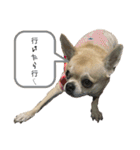 チワワ？スタンプ（個別スタンプ：7）