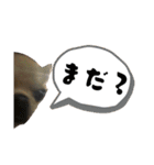 チワワ？スタンプ（個別スタンプ：14）