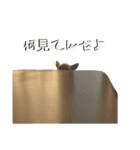 チワワ？スタンプ（個別スタンプ：25）