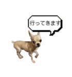 チワワ？スタンプ（個別スタンプ：35）