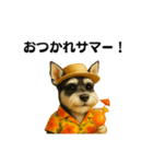 常夏シュナウザー（個別スタンプ：31）