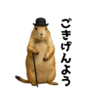 プレーリードッグな日々（個別スタンプ：5）