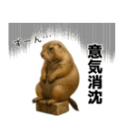 プレーリードッグな日々（個別スタンプ：15）