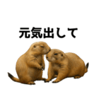 プレーリードッグな日々（個別スタンプ：24）
