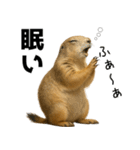 プレーリードッグな日々（個別スタンプ：35）