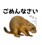 プレーリードッグな日々（個別スタンプ：38）