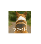 哀愁のいぬとねこ（個別スタンプ：11）