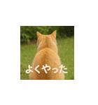 哀愁のいぬとねこ（個別スタンプ：12）