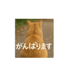 哀愁のいぬとねこ（個別スタンプ：13）