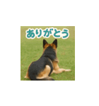 哀愁のいぬとねこ（個別スタンプ：17）