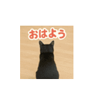 哀愁のいぬとねこ（個別スタンプ：19）