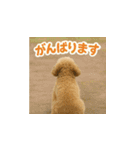 哀愁のいぬとねこ（個別スタンプ：20）