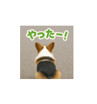哀愁のいぬとねこ（個別スタンプ：21）