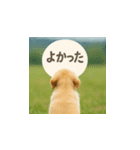 哀愁のいぬとねこ（個別スタンプ：27）