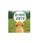 哀愁のいぬとねこ（個別スタンプ：28）