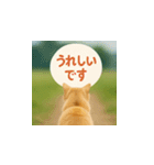 哀愁のいぬとねこ（個別スタンプ：29）