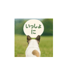 哀愁のいぬとねこ（個別スタンプ：30）