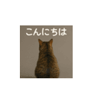 哀愁のいぬとねこ（個別スタンプ：31）