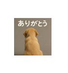 哀愁のいぬとねこ（個別スタンプ：32）